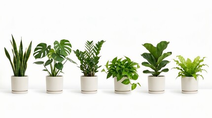 Fototapeta premium Six potted indoor plants arranged on white background with fiddle leaf fig zz plant houseplants collection lifestyle botanical interior decoration isolated