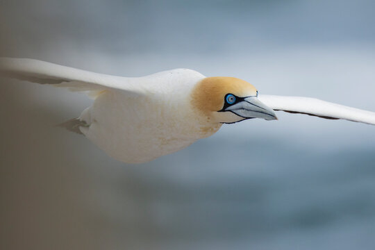 Closeup of a Cape Gannet in Flight in the air above
Lambert's Bay, Western Cape Province