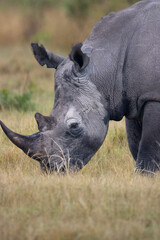 a portrait of a male white rhino grazing in the grass of his natural habitat © TatijanaIvana