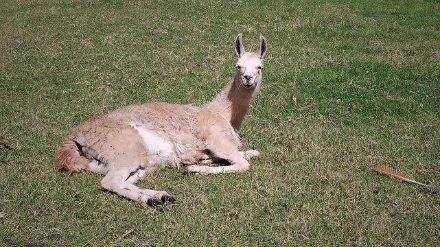 A lone llama is lying down on a wide grassy field in an open natural environment, Talice Eco Park; Flores department; Uruguay
