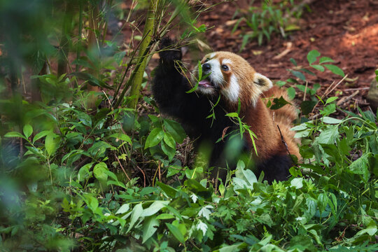 Red Panda in a Tree
Chengdu, Sichuan, Kham Tibet,