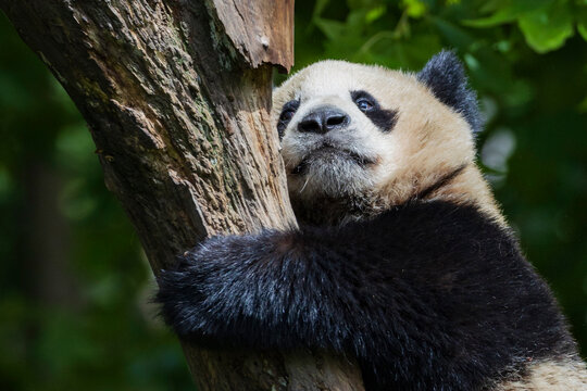 Giant Panda
New Wolong, Gengda, Sichuan, Kham Tibet