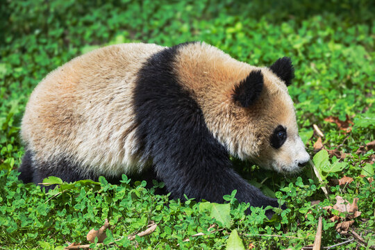 A Giant Panda, Ailuropoda Melanoleuca, foraging on the ground for leaves to eat.