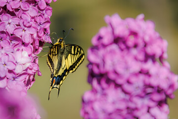 Swallowtail butterfly (Papilio machaon) nectaring on a flower with wings spread   © Rob