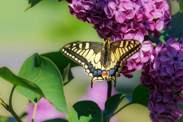 Swallowtail butterfly (Papilio machaon) nectaring on a flower with wings spread   © Rob