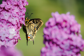 Swallowtail butterfly (Papilio machaon) nectaring on a flower with wings spread   © Rob