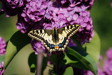 Swallowtail butterfly (Papilio machaon) nectaring on a flower with wings spread   © Rob