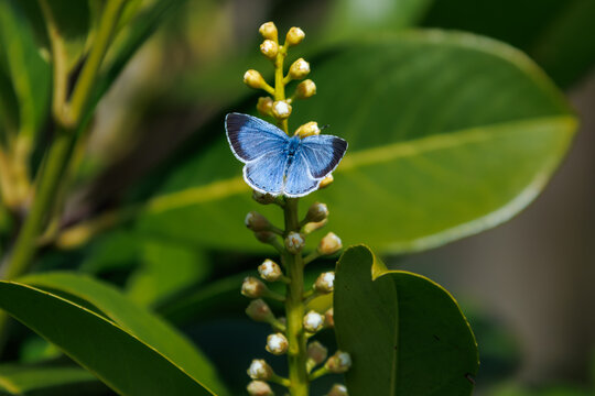 Common blue butterfly (Polyommatus icarus) resting on a grass stem in a summer meadow