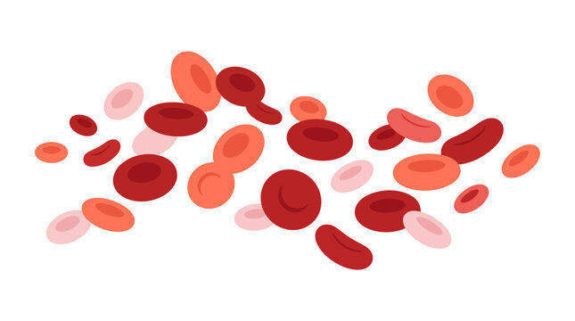 Medical vector red blood cell flow isolated on white