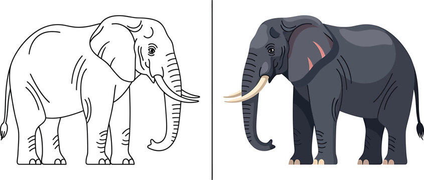 Elephant illustration set color and blackline versions for educational materials and wildlife graphics