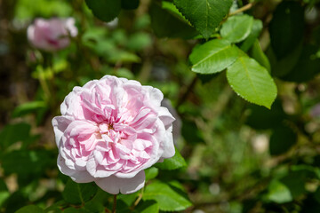 Obraz premium Rosier de France - Rosa gallica