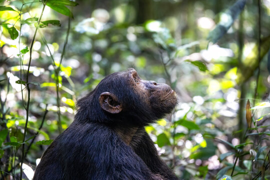 Adult chimpanzee, pan troglodytes, side profile in sunlight. in the tropical rainforest of Kibale National Park, western Uganda. The park runs a conservation programme for this endangered species.