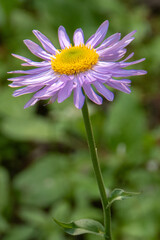 Obraz premium Dainty, solitary blooming aster wildflower