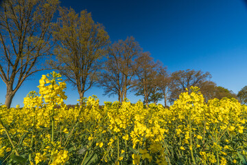 Obraz premium Vibrant Rapeseed Field Under Deep Blue SkyGolden Canola Bloom with Majestic Trees in Spring