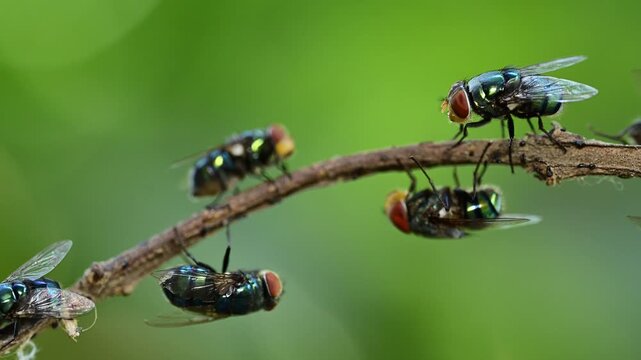 Oriental latrine flies resting together on twig in natural outdoor environment