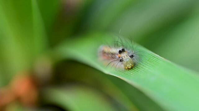 Detailed closeup showing fuzzy caterpillar on plant surface outdoors