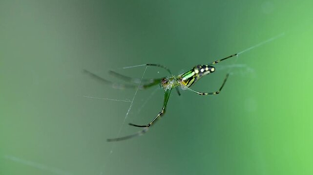 Wildlife macro capturing spider behavior on web surface