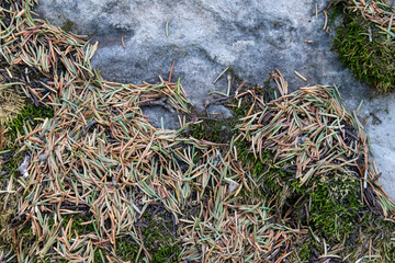 Shed pine needles on a boulder and green moss © Jonathan