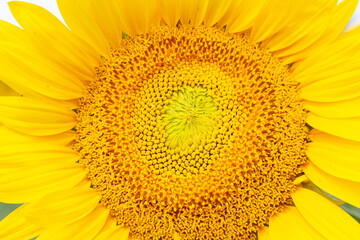 Obraz premium Closeup detail of a bright yellow sunflower (Helianthus) showing the pattern of the florets and seeds, cultivated for cooking oil, silage, livestock feed