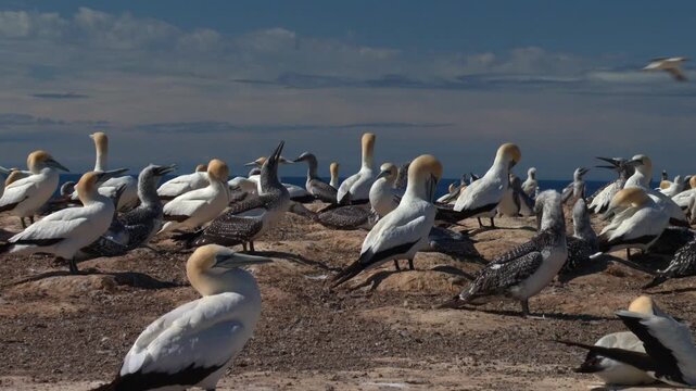 Large Australasian gannet colony nesting on a rocky coastline at Cape Kidnappers in New Zealand