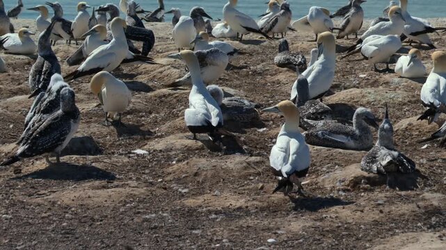 Gannet colony with chicks nesting on the beach at Cape Kidnappers, New Zealand