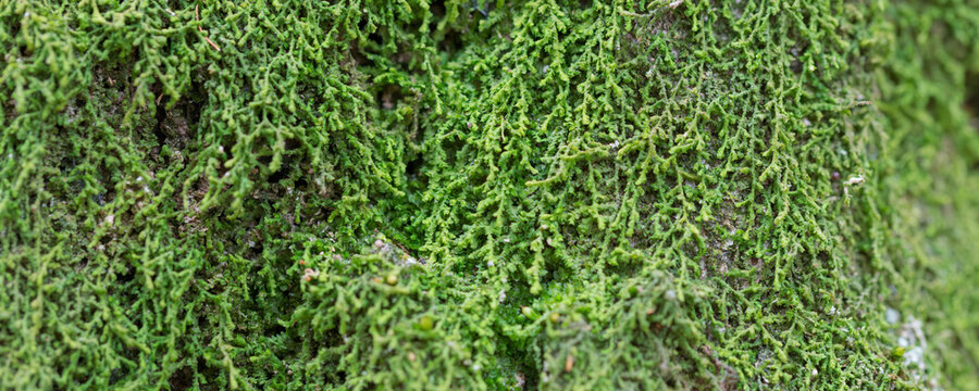 Close-up of vibrant green moss growing on a tree trunk, beautiful natural texture background showing detailed fern-like structures. Macro shot of lush bryophytes in a Japanese forest representing natu