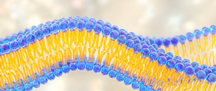 Phospholipid bilayer cell membrane structure illustration with hydrophilic heads and hydrophobic tails