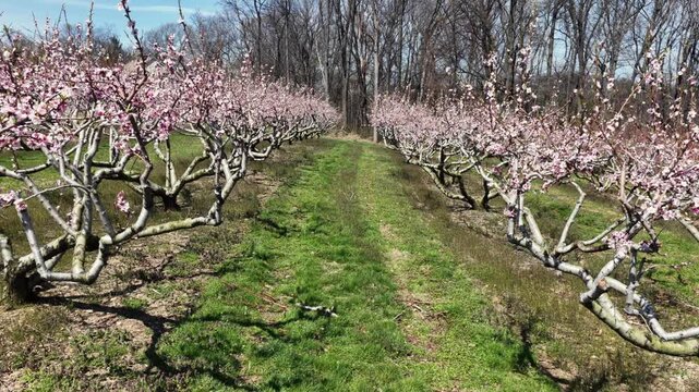 Low aerial drone view through blooming peach trees in sunny American orchard during spring, with pink blossoms, green grass rows and peaceful countryside farm landscape. PA, USA
