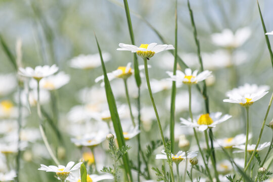 Field of blooming Matricaria chamomilla in daylight. Close-up of white daisies with yellow centers among green grass blades. Soft natural bokeh background, summer meadow landscape, side view.