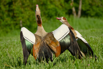 Egyptian geese interacting with raised wings in grassy meadow © in_colors