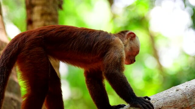 Closeup profile view of arboreal Capuchin monkey in tree canopy, slow motion