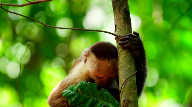 Cute Capuchin monkey with expressive face perched on thin tree trunk in jungle