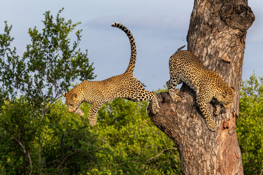 Leopard, Panthera pardus, Pair. One leopard leaping through the air from a tree trunk while another remains perched on the bark.