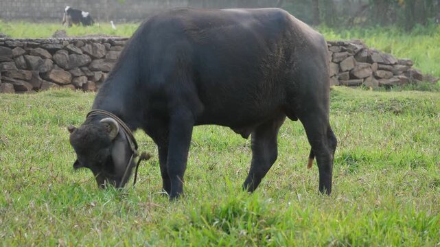 buffalo grazing