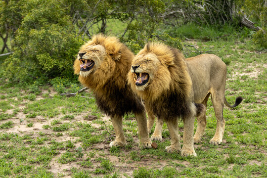 Lion, Panthera leo, Pair. Two male lions standing side-by-side with mouths open (flehmen or grimace).