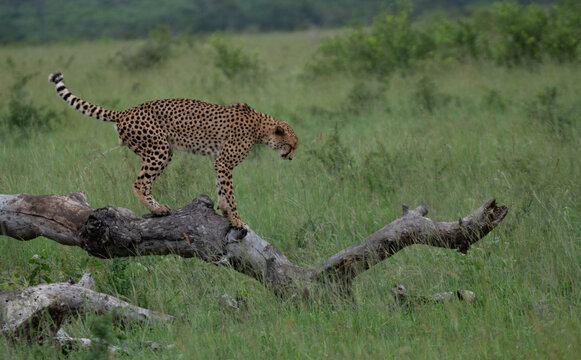 Cheetah, Acinonyx jubatus, Male. Standing bent over on a thick, fallen log with its tail raised, scent marking.