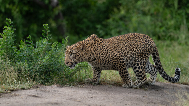 Leopard, Panthera pardus, Young Male. Crouching low in a stalking posture while walking across a dirt path next to green bushes.