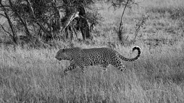 Leopard, Panthera pardus, Adult. Black and white side profile of a leopard walking through a field of tall grass with its tail curled upward.