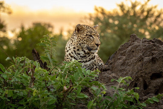 Leopard, Panthera pardus, Female. Sitting on a dark termite mound looking into the distance at sunset.