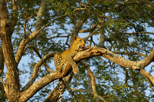 Leopard, Panthera pardus, Young Male. Resting draped over a high branch in a Knobthorn tree at sunset.