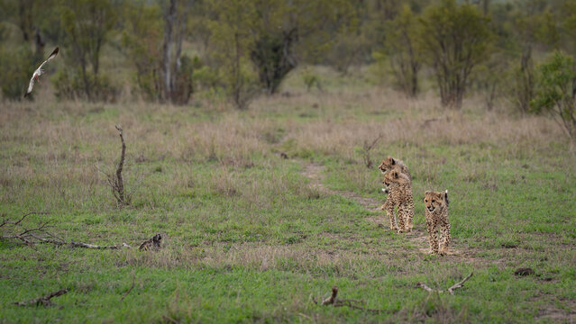 Cheetah, Acinonyx jubatus, Group. Three young cheetah cubs walk through a grassy field while a bird flies in the background.
