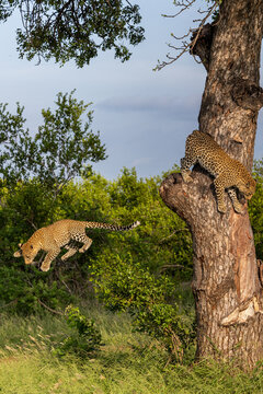 Leopard, Panthera pardus, Pair. A young male leopard mid-air during a jump from a thick tree trunk while a second leopard watches from the tree.
