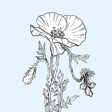Hand drawn big white poppy with buds and leaves in balack lines