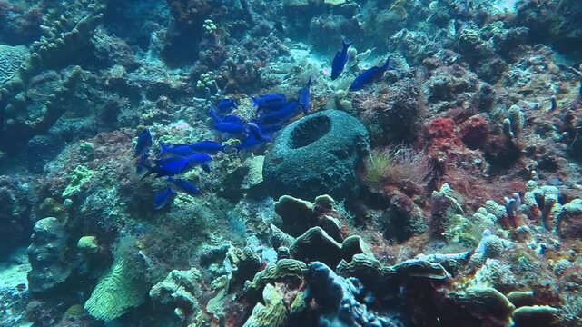 Blue fish and sea sponge on the deeper coral reef. Scuba diving reef exploration, underwater video. Wild tropical marine life in the sea, travel footage. Fish and corals, diving in the ocean.
