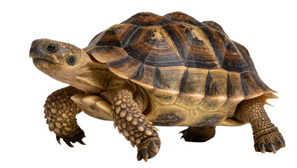 Obraz premium Isolated standing terrestrial tortoise with distinctive brown and black patterned shell in profile.
