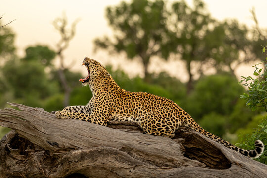 Leopard, Panthera pardus, Female. Resting lengthwise on a thick, fallen log with its mouth wide open (yawning).