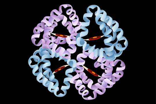 Hemoglobin Molecular Structure with Heme Groups and Alpha Helices. Hemoglobin Protein Anatomy with Heme Iron Binding Sites Scientific Diagram