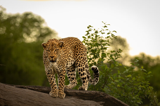 Leopard, Panthera pardus, Female. Standing alert on a thick, fallen dead tree log, looking directly at the camera.