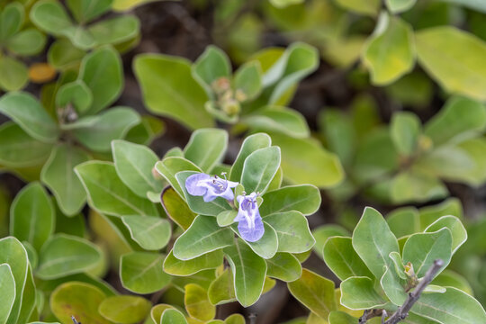 Beach vitex Vitex rotundifolia flowers blooming with green leaves on the coast nature summer floral background