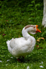 Obraz premium White domestic goose standing on green grass in natural park environment with vibrant orange beak in China